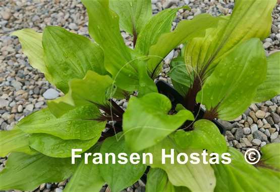 Hosta Lipstick Sunset