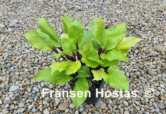 Hosta Lipstick Sunset