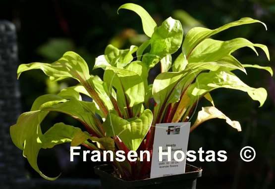 Hosta Lipstick Sunset