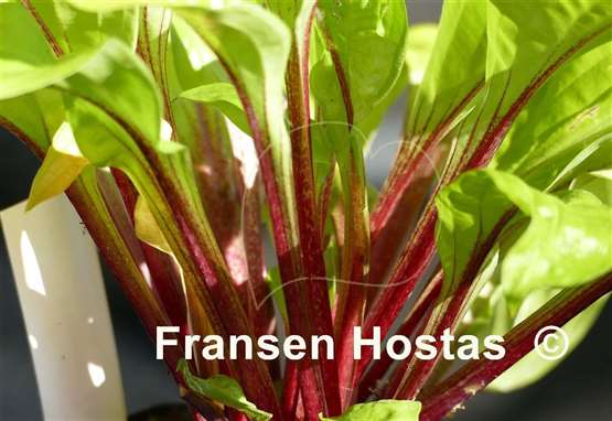 Hosta Lipstick Sunset