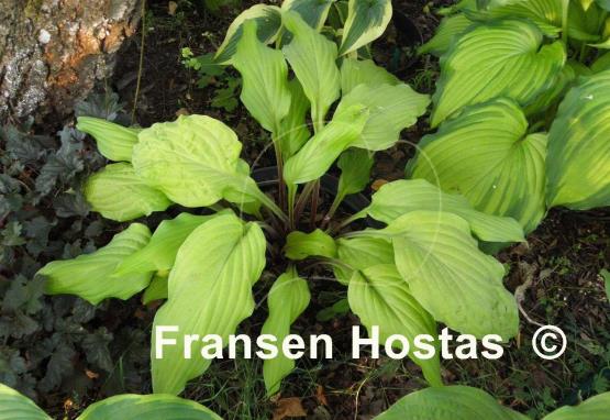 Hosta Lipstick Blonde