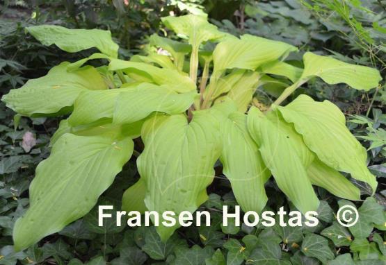 Hosta Lipstick Blonde