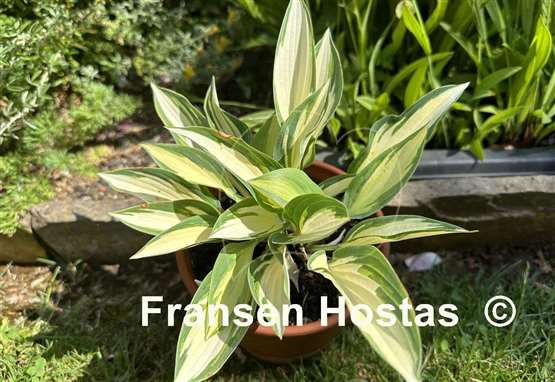 Hosta Little Angel Wings