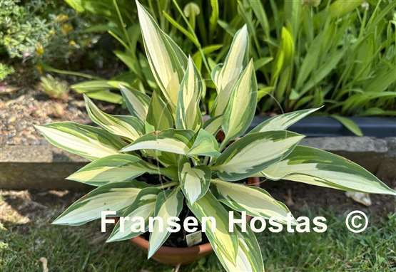 Hosta Little Angel Wings