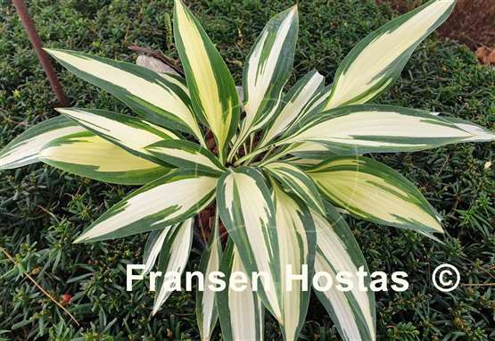 Hosta Little Angel Wings