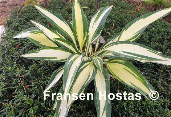 Hosta Little Angel Wings