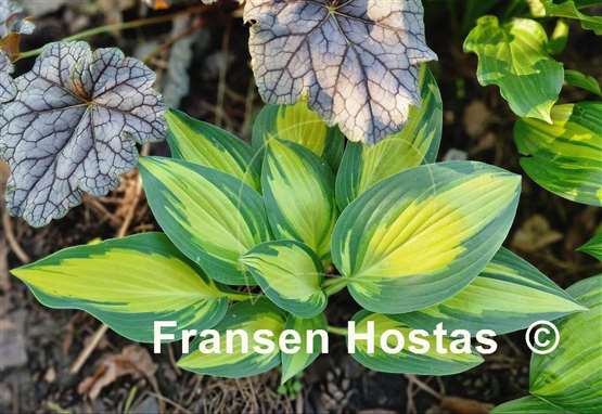 Hosta Little Angel Wings