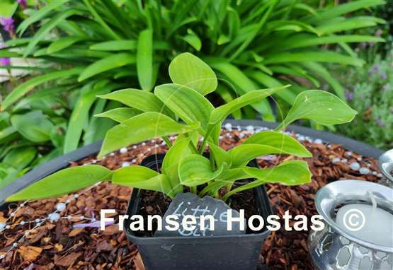 Hosta Little Bit