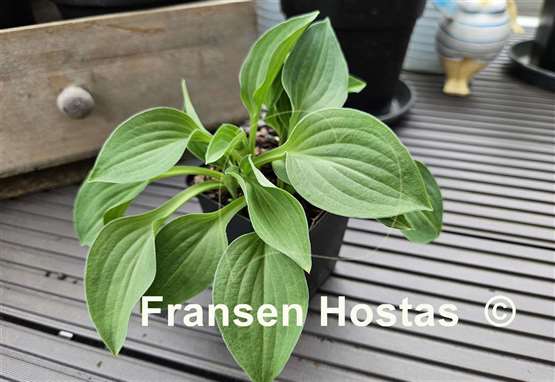 Hosta Little Bit
