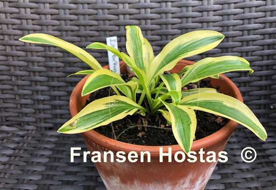 Hosta Little Bo Peep