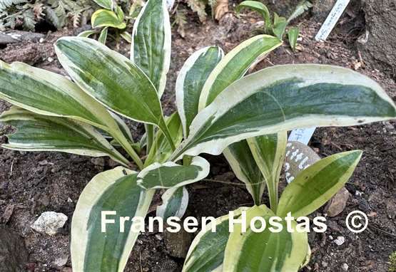Hosta Little Bo Peep
