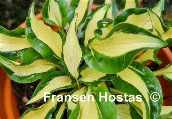 Hosta Little Caesar