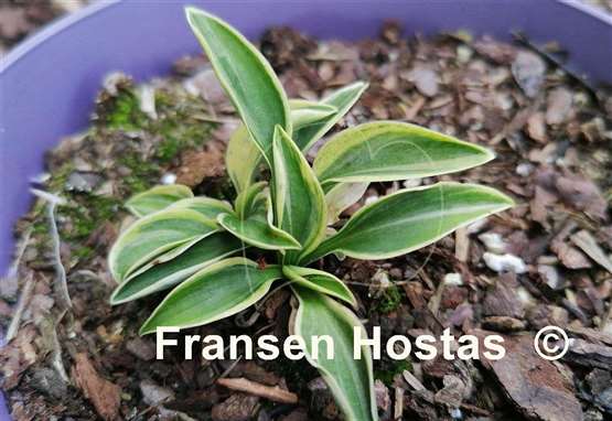 Hosta Little Ice Mouse