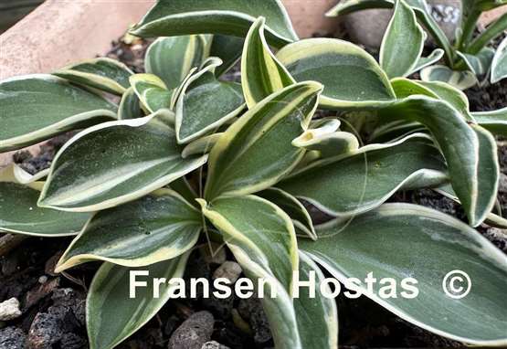 Hosta Little Ice Mouse