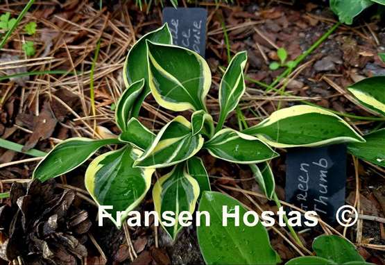 Hosta Little Ice Mouse