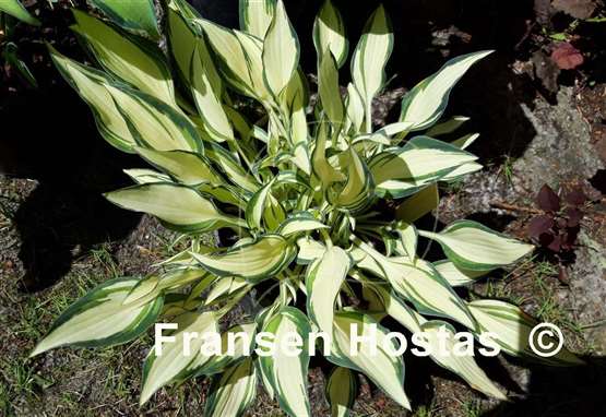 Hosta Little Jay