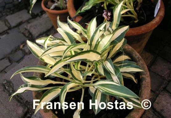 Hosta Little Jay