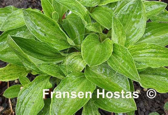 Hosta Little Maddie