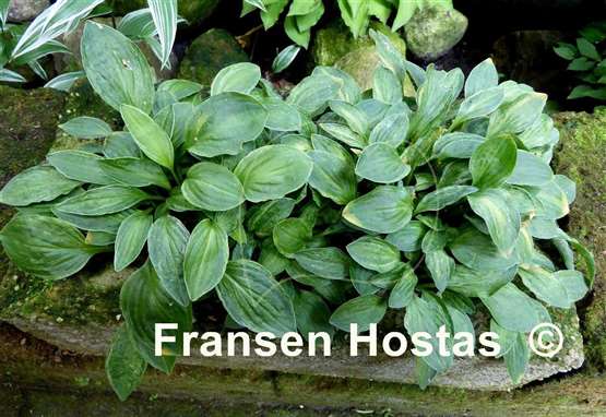 Hosta Little Maddie
