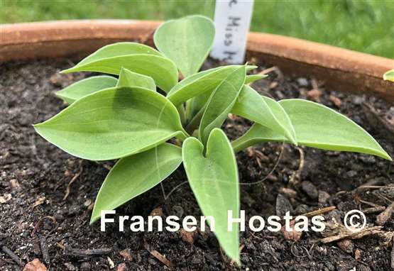 Hosta Little Miss Muffet