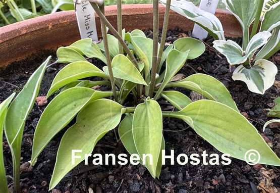 Hosta Little Miss Muffet