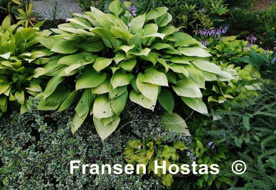 Hosta Little Miss Sunshine
