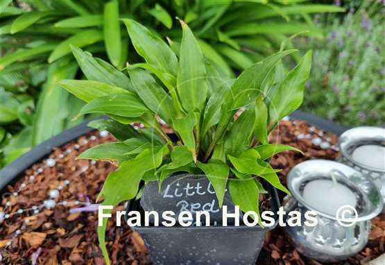 Hosta Little Red Joy