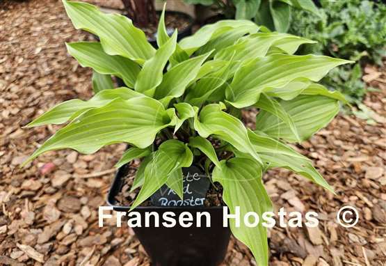Hosta Little Red Rooster