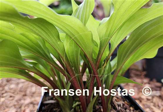 Hosta Little Red Rooster