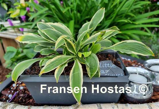 Hosta Little Star Struck