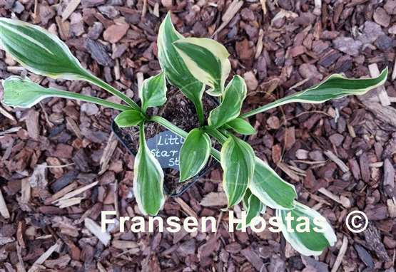 Hosta Little Star Struck