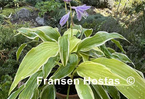 Hosta Little Starlet