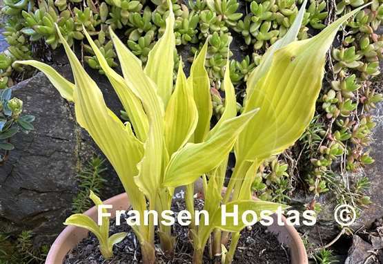 Hosta Little Starlet
