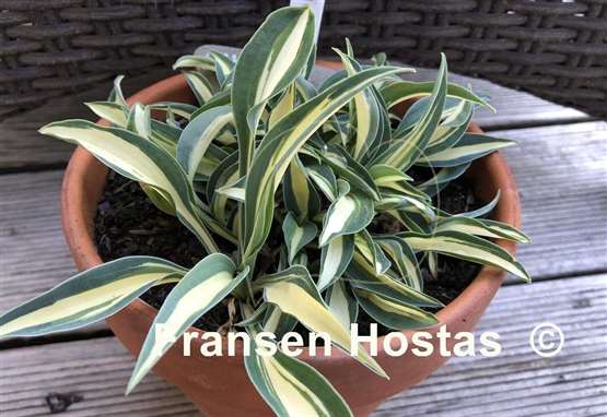 Hosta Little Treasure