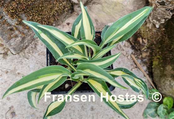 Hosta Little Treasure
