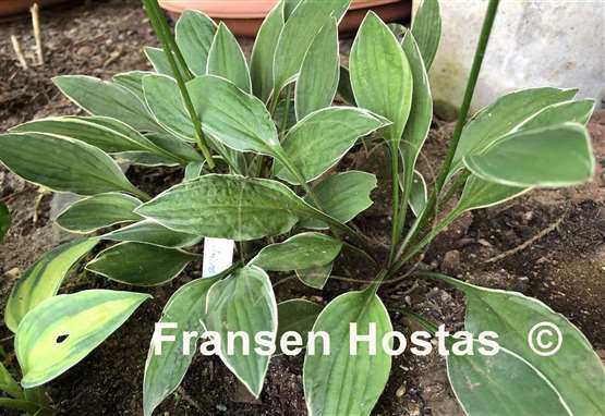 Hosta Little White Lines