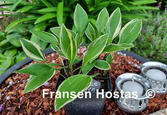 Hosta Little White Lines