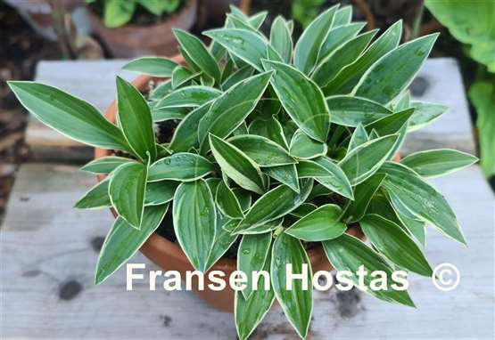 Hosta Little White Lines