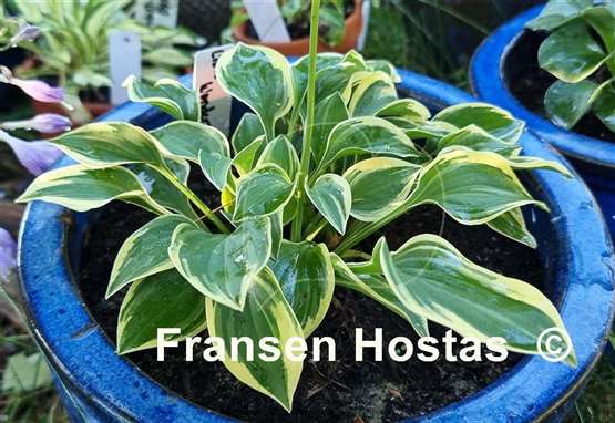 Hosta Little Wonder