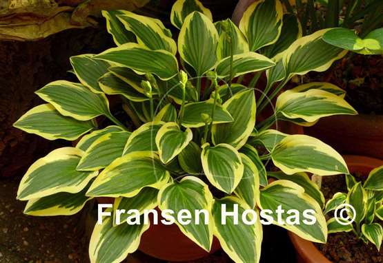 Hosta Little Wonder