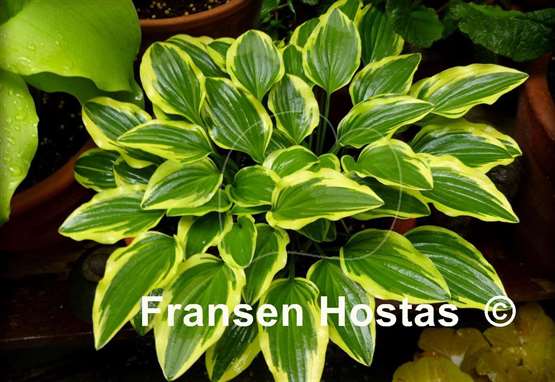 Hosta Little Wonder
