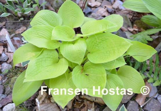 Hosta Little Aurora