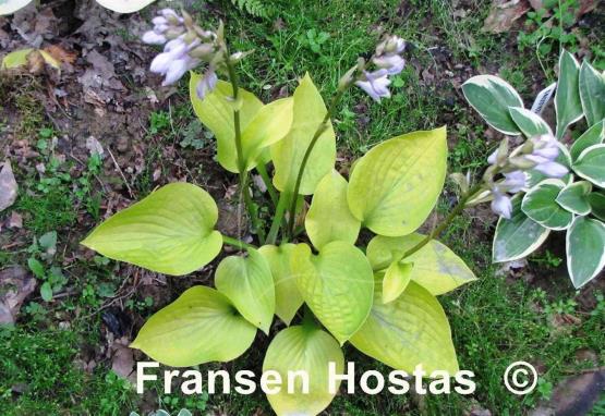 Hosta Little Aurora