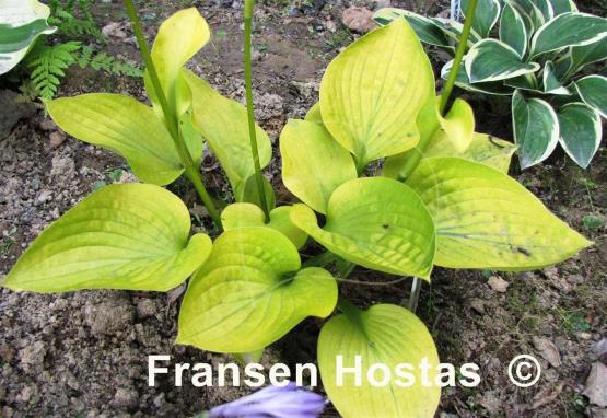 Hosta Little Aurora