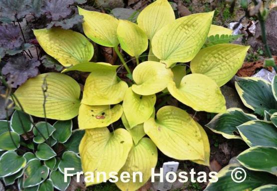 Hosta Little Aurora