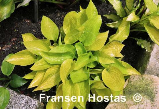 Hosta Little Aurora