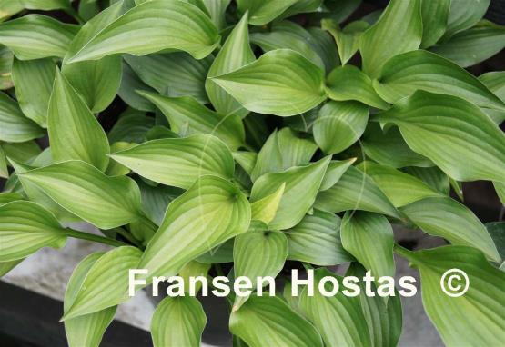 Hosta Little Bit