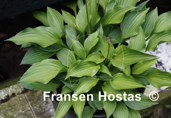 Hosta Little Bit