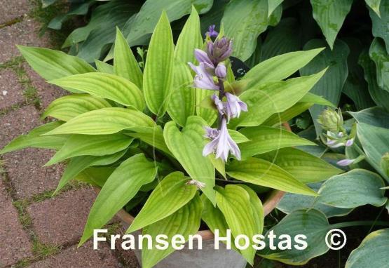 Hosta Little Black Scape