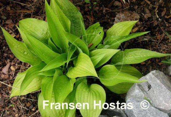 Hosta Little Black Scape